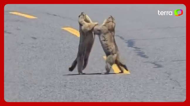 Marmotas protagonizam briga no meio de rodovia e causam congestionamento na China