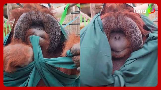 Zoológico americano flagra orangotango dando nó em tecido e encanta internautas