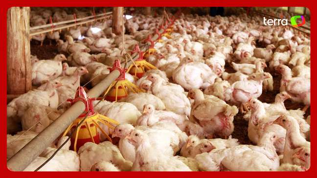 Gripe aviária: China, Argentina e União Europeia suspendem importação de carne de frango do Brasil