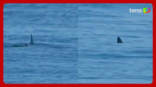 Tubarão é avistado em praia movimentada do Rio de Janeiro
