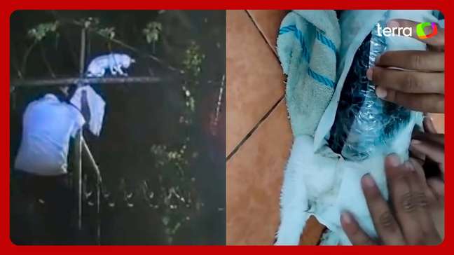 Gato ‘traficante’ é capturado carregando drogas para presídio na Costa Rica