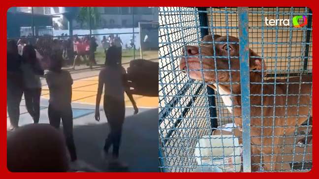Vídeo mostra momento da invasão de pitbull em escola do Rio de Janeiro
