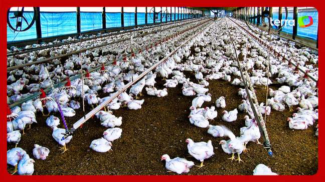 China veta importação de toda carne de frango e derivados do Brasil após caso de gripe aviária