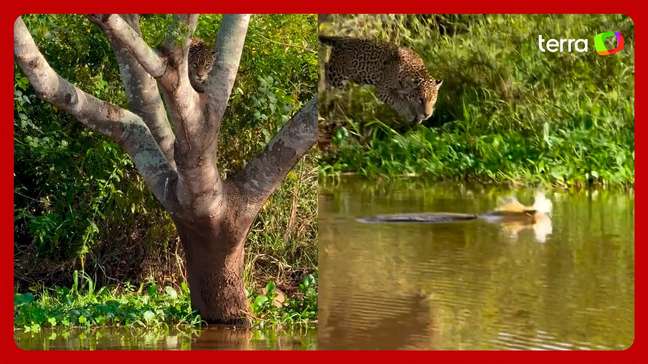 Biólogo flagra momento exato em que onça ataca jacaré em rio de MT