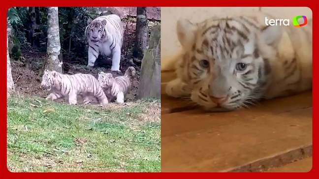 Zoológico no interior de SP anuncia o nascimento de três tigres brancos