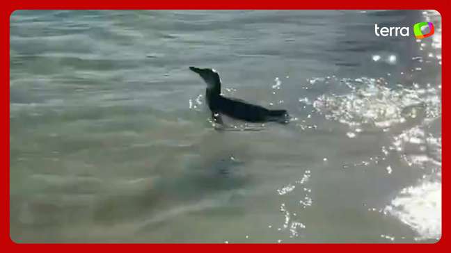 Pinguim é visto em praia da Zona Sul do Rio de Janeiro