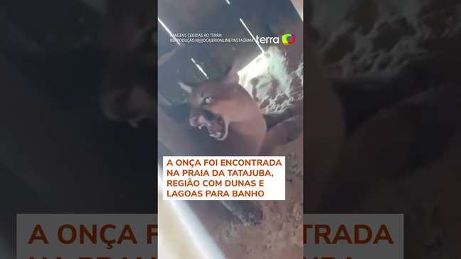 Homem encontra onça-parda dentro de barraca de praia no Ceará #shorts