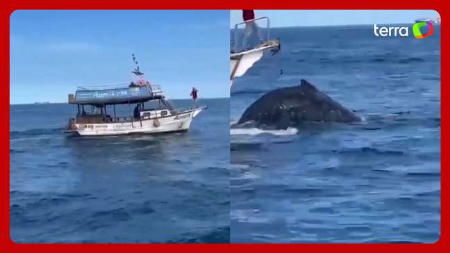 Baleia jubarte é atropelada por barco em praia no Arraial do Cabo