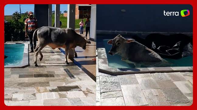 Vaca sai sozinha de piscina após ser flagrada 'se refrescando' no Paraná