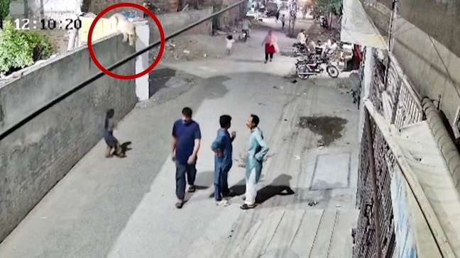Veja o momento em que filhote de leão ataca mulher na rua do Paquistão