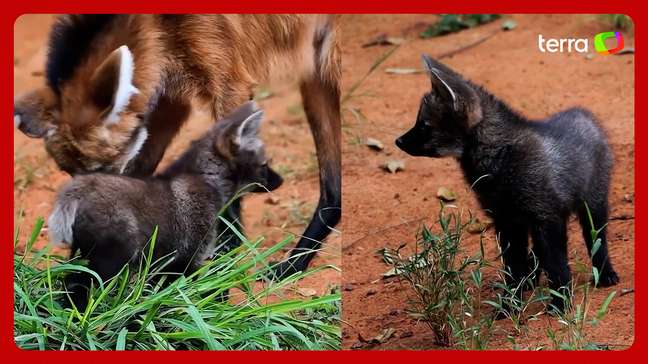 Novos filhotes de lobo-guará são apresentados no zoológico de São Paulo