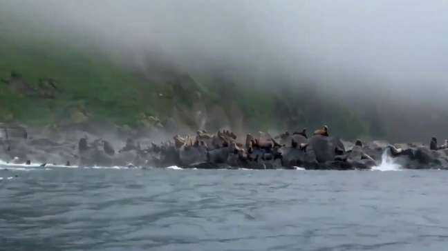 Leões-marinhos pulam no mar durante abalo na Rússia 