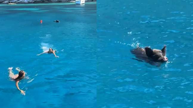 Turistas são perseguidas por javali em mar na Grécia
