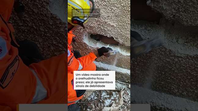 Cachorrinho é resgatado após passar dois dias preso entre muros em Minas Gerais #shorts