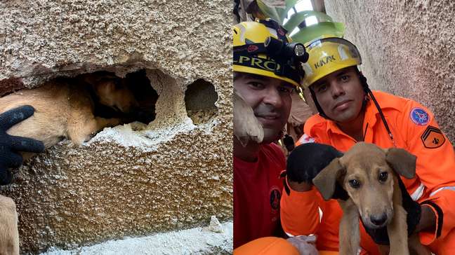 Cachorrinho é resgatado após passar dois dias preso entre muros em Minas Gerais