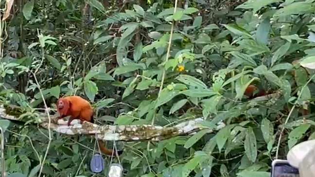 Micos-leões-dourados resgatados do tráfico são devolvidos à natureza
