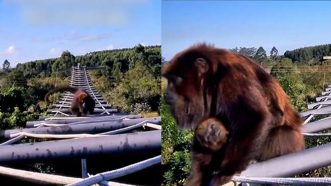 Animais utilizam passarela aérea para atravessar rodovia no Rio Grande do Sul