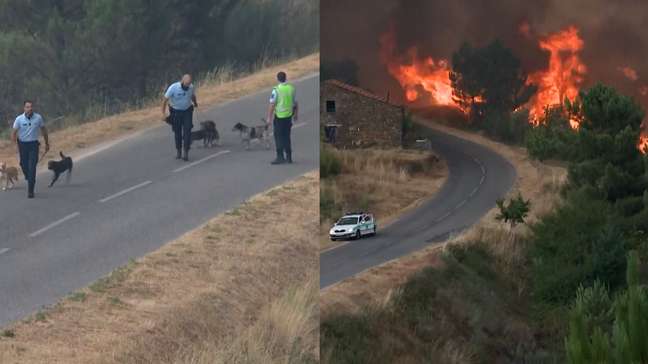 Policiais salvam cachorros durante combate a incêndio florestal em Portugal