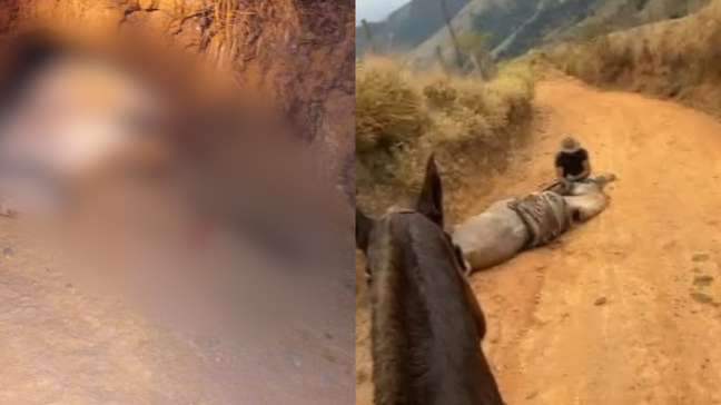 Nova perícia vai apontar se cavalo estava vivo ou morto quando foi mutilado no interior de SP