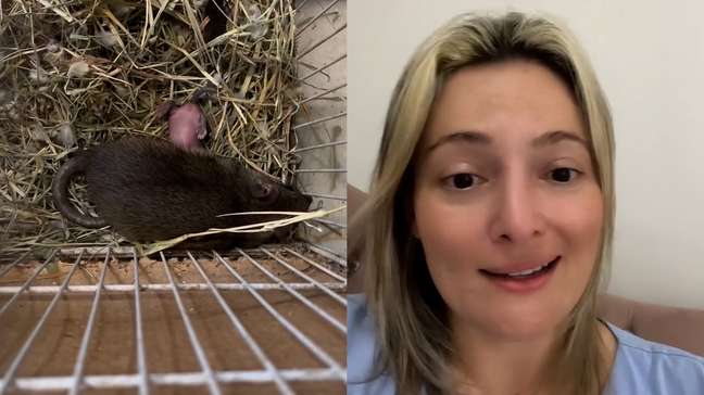 Mulher captura ratazana grávida e termina cuidando de família: ‘Criando rato de esgoto’