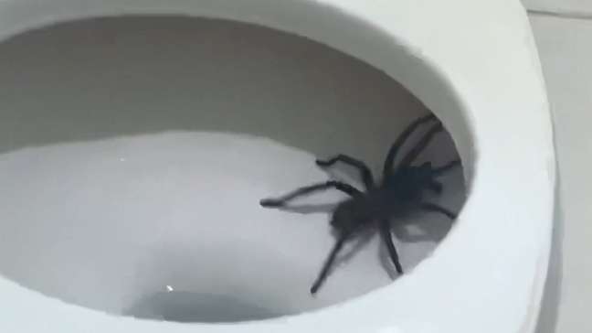 Mulher vai ao banheiro de madrugada e se depara com aranha gigante no vaso sanitário