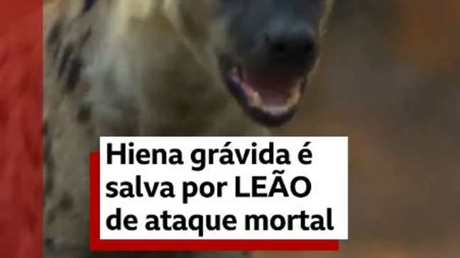 Hiena grávida é salva por leão de ataque mortal