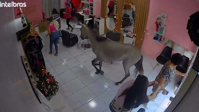 Cavalo invade salão de beleza em Teresina para se olhar no espelho