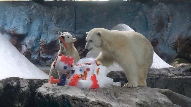 Nur, primeira ursa polar nascida na América Latina, comemora aniversário com bolo no Aquário de SP