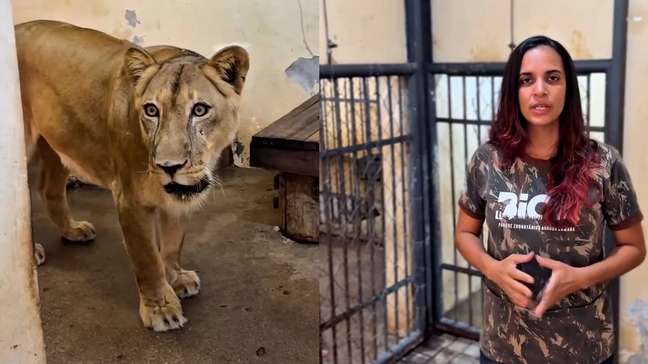 Bióloga atualiza estado de saúde de leoa após incidente em zoológico de João Pessoa: ‘Está muito bem’