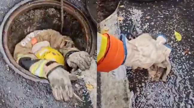 Bombeiros salvam gatinho preso em boca de lobo em BH