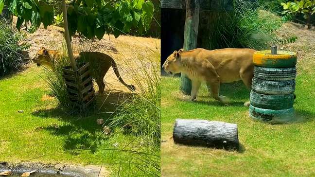 Leoa que matou jovem retorna ao recinto após período de isolamento em zoológico na Paraíba