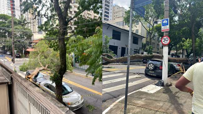 Ventania em São Paulo derruba árvores, fecha parques e deixa milhões sem energia