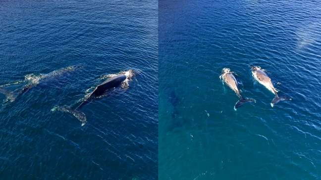 Três baleias-jubarte surpreendem pescadores ao aparecerem coladas à costa de Arraial do Cabo