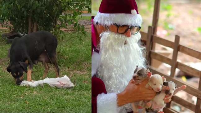 Papai Noel encontra cadela com seis filhotes e resgata todos no Natal