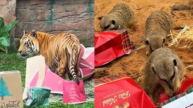 Zoológico de SP organiza ‘Natal’ para os animais