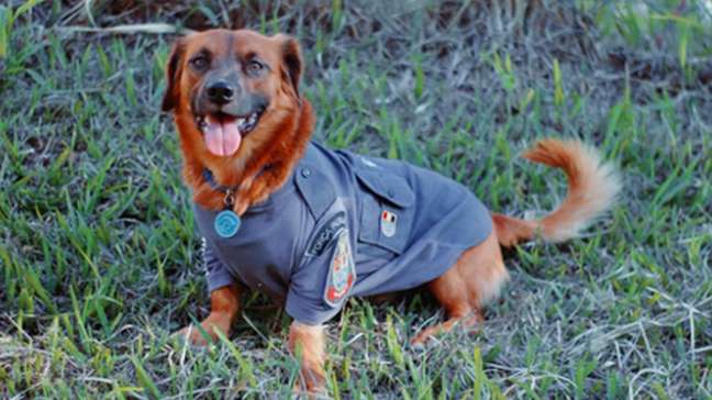 Vira-lata que entrou em batalhão da PM para fugir de chuva vira fenômeno nas redes