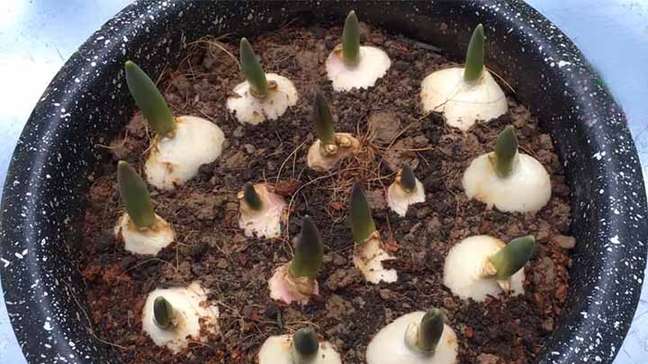 Lula condena ataque dos Estados Unidos contra a Venezuela e captura de Maduro