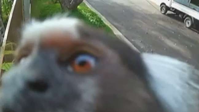 Sagui se aproxima de câmera de segurança e ‘investiga’ equipamento no interior de SP