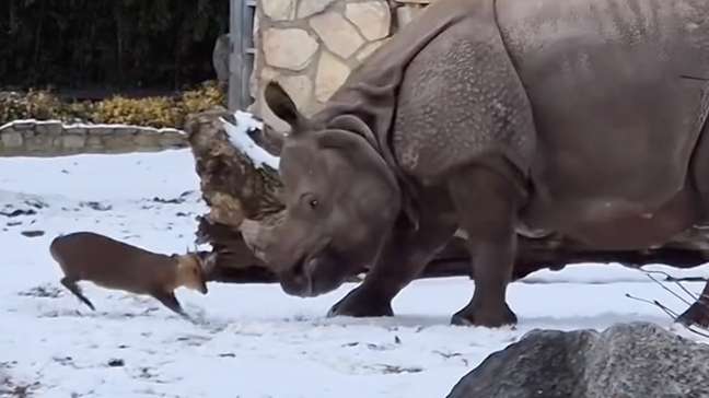 Veado de apenas 17 kg desafia rinoceronte de 1,7 tonelada e cena 'fofa' viraliza
