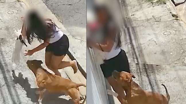 Cachorro da raça pitbull ataca cão na coleira e assusta tutora em São Paulo