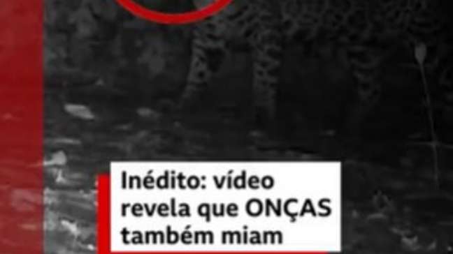 Onças também miam? os registros inéditos dos sons emitidos por esses animais