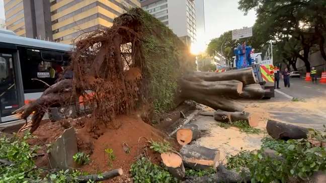São Paulo tem 30 chamadas para quedas de árvores e 4 para enchente durante chuva