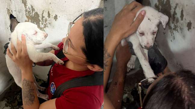 Bombeiros resgatam filhote de cachorro preso em buraco na parede de casa em Manaus