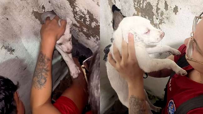 Corpo de Bombeiros resgata filhote preso entre duas paredes em Manaus