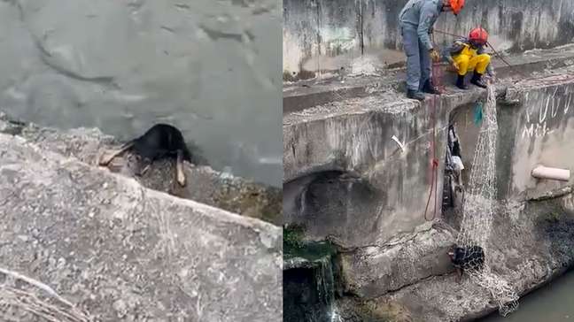 Cachorro cai em córrego e é resgatado pelos Bombeiros em SP