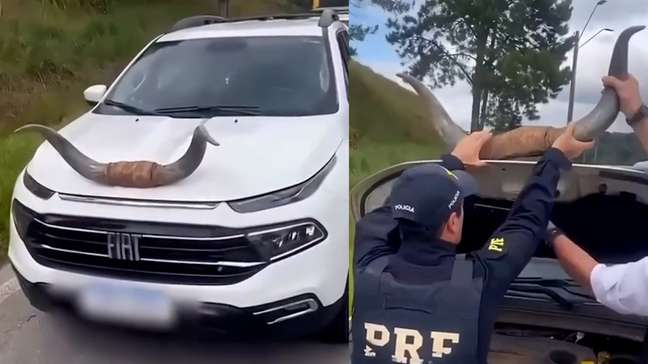 PRF flagra picape com ‘chifre de boi’ trafegando por rodovia em Florianópolis