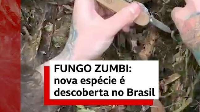 O novo 'fungo zumbi' brasileiro ️