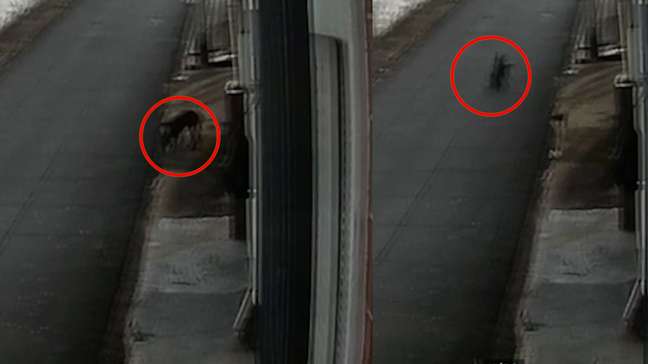 Cachorro furta tapete de casa no interior de SP