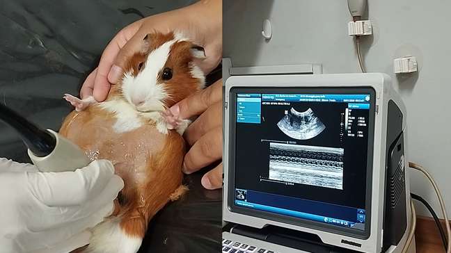 Porquinha-da-índia emociona ao aparecer em exame de ultrassom com três filhotes