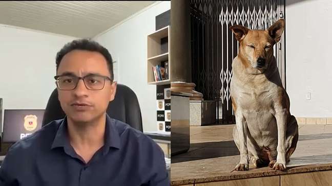 Polícia Civil identifica suspeitos de atropelar e matar cachorrinha no PR